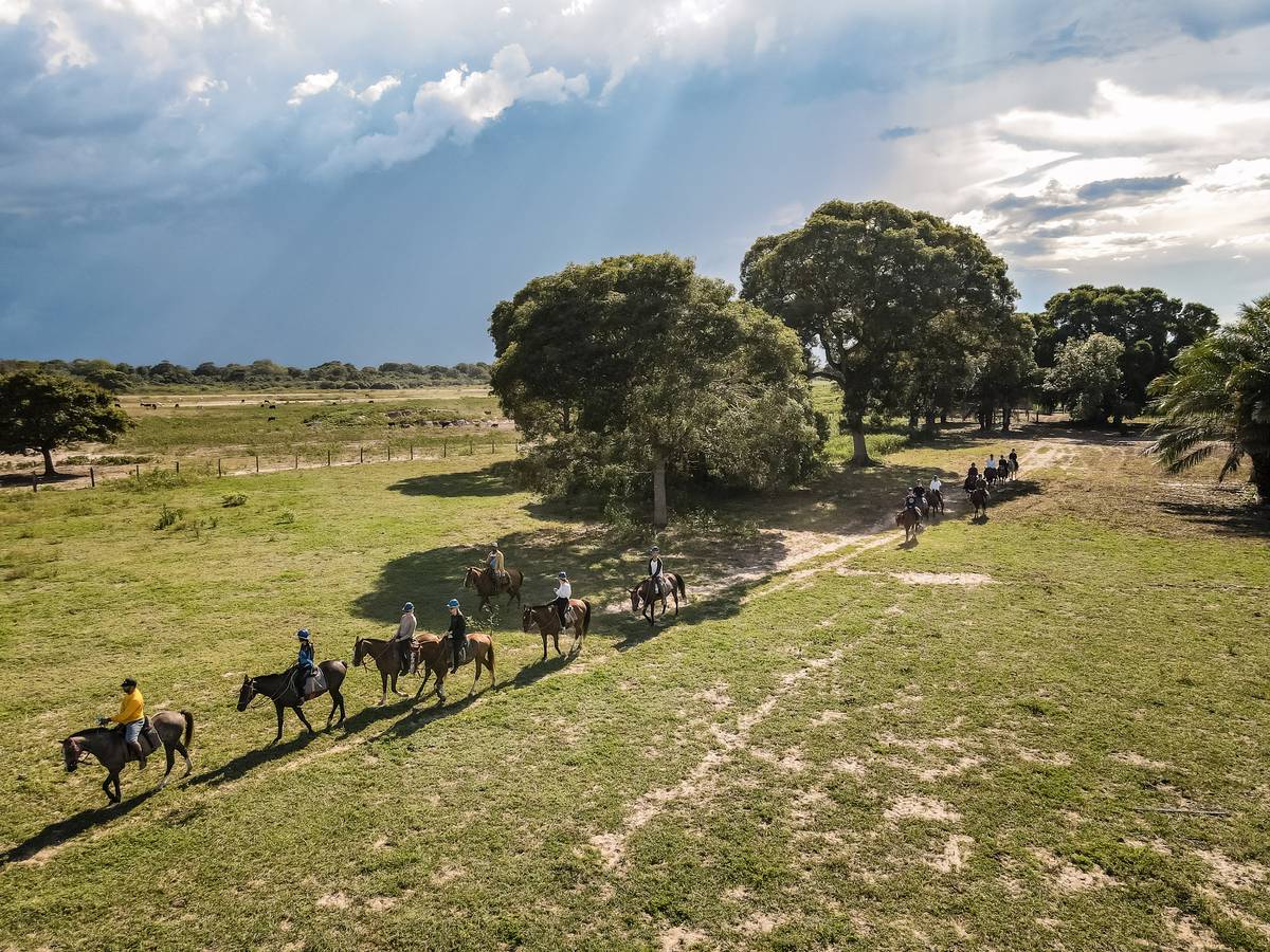 cavalo pulando no pantanal nhecoladia