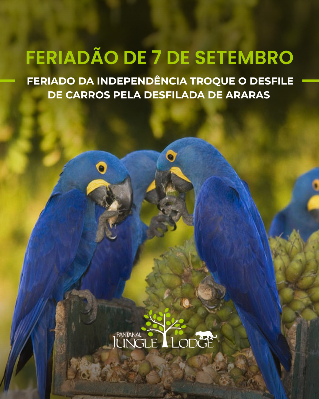 Feriadão de 7 de Setembro no Pantanal